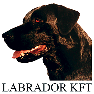 Labrador Kft. Labrador Kft.
